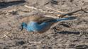 Blue Waxbill.jpg